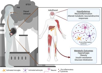 Prenatal Pollutant Exposures and Hypothalamic Development: Early Life Disruption of Metabolic Programming